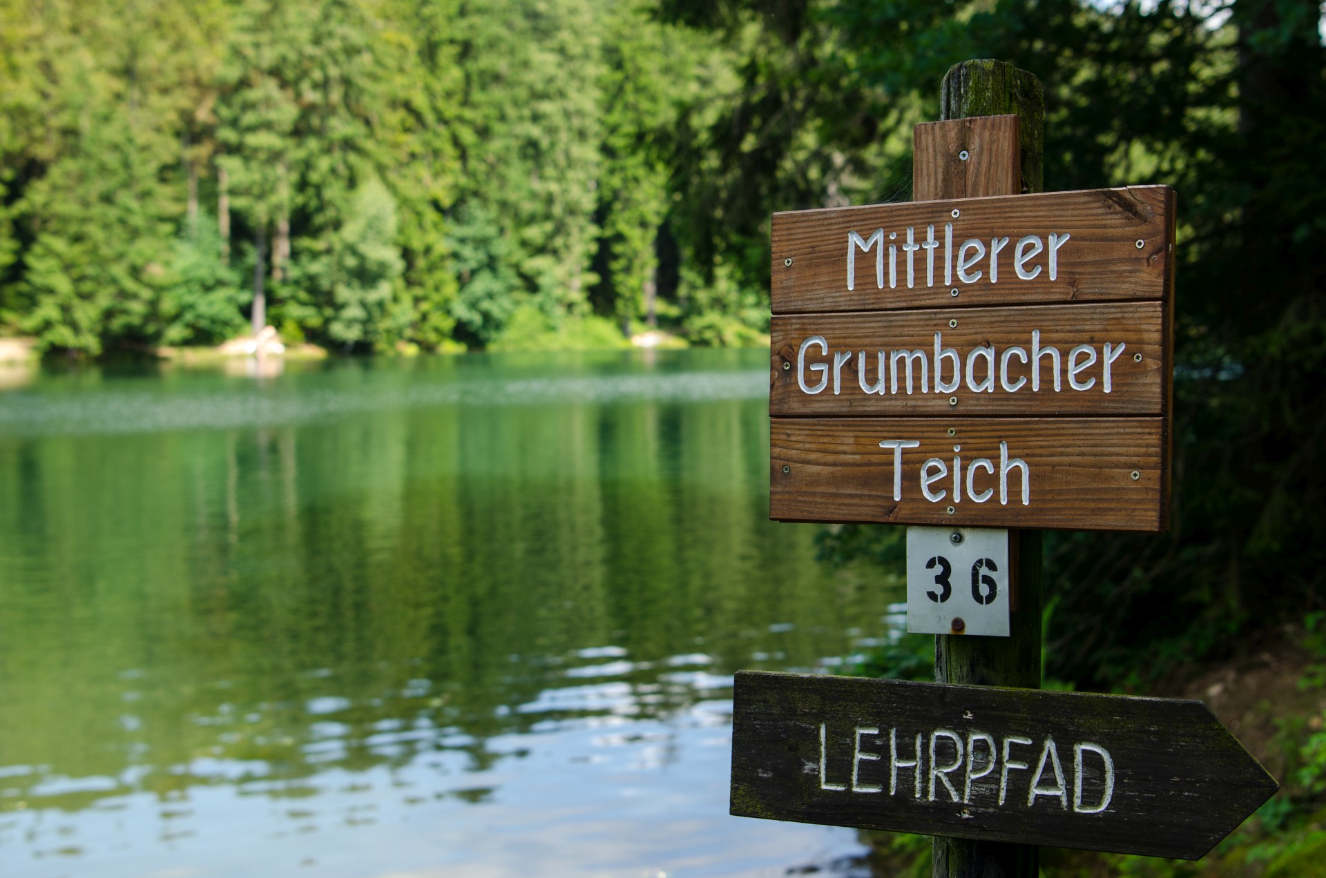 Der mittlere Grumbacher Teich bei Hahnenklee-Auerhahn